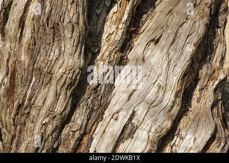 Old gnarled tree trunk Stock Photo