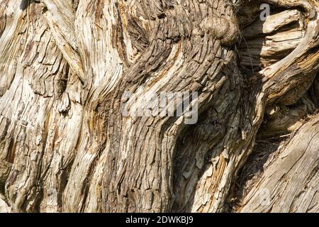 Old gnarled tree trunk Stock Photo