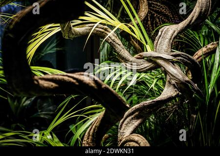 Entangled and twisted branches in a jungle surrounding Stock Photo