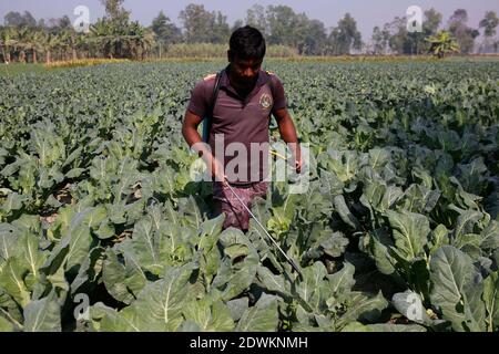 Naogaon, Bangladesh. 23rd Dec, 2020. A farmer spraying pesticides to cauliflower crop at his field, on the outskirts of Chilimpur village in Dhamoihat, Naogaon district. Credit: MD Mehedi Hasan/ZUMA Wire/Alamy Live News Stock Photo