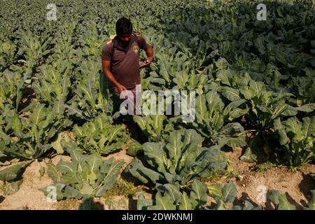 Naogaon, Bangladesh. 23rd Dec, 2020. A farmer spraying pesticides to cauliflower crop at his field, on the outskirts of Chilimpur village in Dhamoihat, Naogaon district. Credit: MD Mehedi Hasan/ZUMA Wire/Alamy Live News Stock Photo