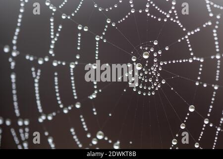 Spiderweb in autumn beset with dewdrops Stock Photo
