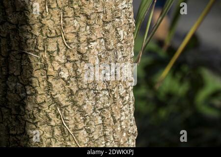 A closeup of the trunk of a Cornish Palm tree - Cordyline australis. Stock Photo