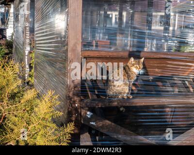 Non-pedigree tabby brown cat sitting inside a wooden summer house, closed for winter. Vapour drops left on a plastic film because of cat breathing. Stock Photo