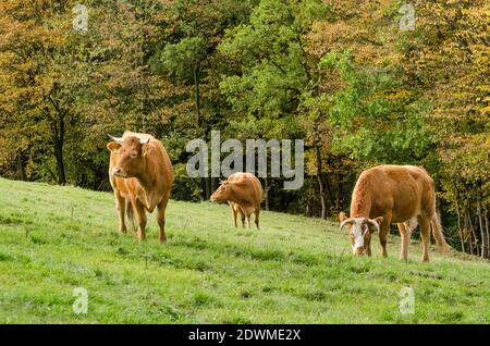 Bos Taurus, cows, domestic brown limousin cattle livestock on a pasture in the countryside in Rhineland-Palatinate, Germany, Western Europe Stock Photo