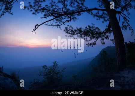 silhouette pine tree tropical forest colorful sky and cloud with birds group when sunset and sunrise landscape from asia nature travel Stock Photo