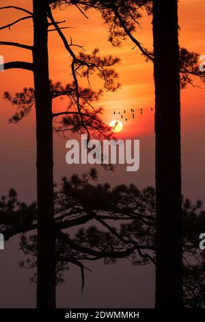 silhouette pine tree tropical forest colorful sky and cloud with birds group when sunset and sunrise landscape from asia nature travel Stock Photo