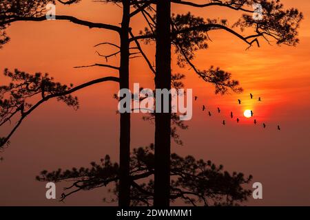 silhouette pine tree tropical forest colorful sky and cloud with birds group when sunset and sunrise landscape from asia nature travel Stock Photo