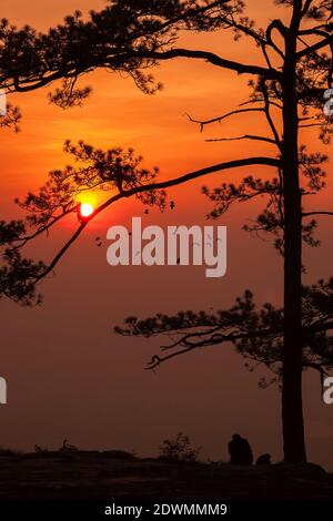 silhouette pine tree tropical forest colorful sky and cloud with birds group when sunset and sunrise landscape from asia nature travel Stock Photo