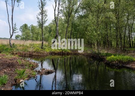 moorlands in Lueneburg Heath with cottongrass, tussock cottongrass or sheathed cottongrass, birch trees Stock Photo