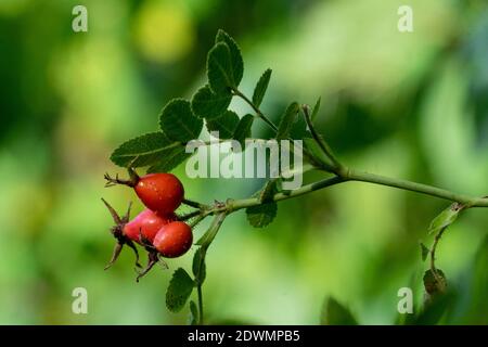 Rose hips on a twig before a green out of focus background Stock Photo