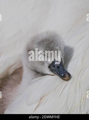 Mute Swan (Cygnus olor) freshly hatched chick sleeping in cozy and warm feather-bed of mother, Heidelberg, Baden-Wuerttemberg, Germany