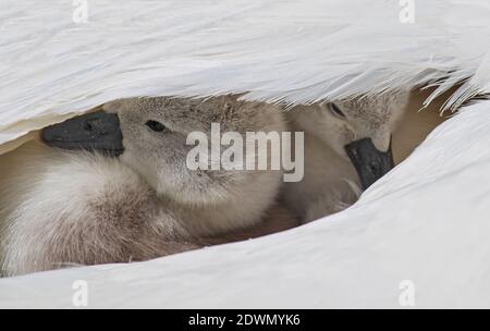 Mute Swan (Cygnus olor) freshly hatched chicks resting in cozy and warm feather-bed of mother, Heidelberg, Baden-Wuerttemberg, Germany
