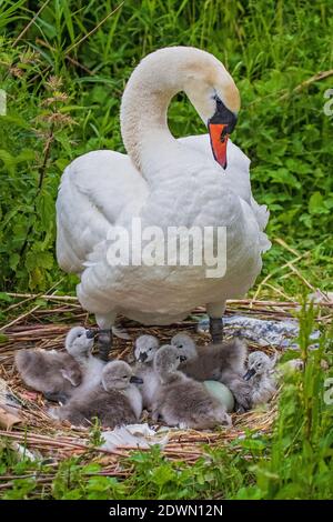 Mute Swan (Cygnus olor) freshly hatched chicks resting in nest with mother, Heidelberg, Baden-Wuerttemberg, Germany