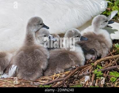 Mute Swan (Cygnus olor) freshly hatched chicks resting in cozy and warm feather-bed of mother, Heidelberg, Baden-Wuerttemberg, Germany