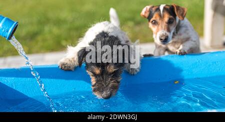 Two cute small thirsty Jack Russell Terrier dogs drinking cold water from a well on a hot summer day Stock Photo