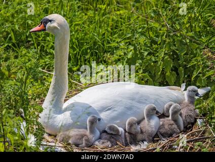 Mute Swan (Cygnus olor) freshly hatched chicks resting in cozy and warm feather-bed of mother in nest, Heidelberg, Baden-Wuerttemberg, Germany