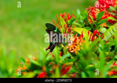 Incredibly beautiful day tropical butterfly Papilio maackii pollinates flowers. Black-green butterfly drinks nectar from flowers. Colors and beauty of Stock Photo