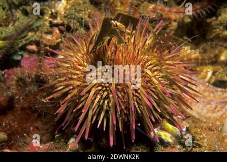 Green sea urchin (Psammechinus miliaris) grazing on a rock surface, UK. Stock Photo