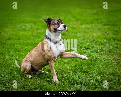 A playful white and beige mixed breed of a staffordshire bullterrier dog with collar on sitting on fresh green grass putting paw up. Stock Photo