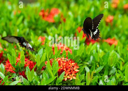 Incredibly beautiful day tropical butterfly Papilio maackii pollinates flowers. Black-white butterfly drinks nectar from flowers. Colors and beauty of Stock Photo