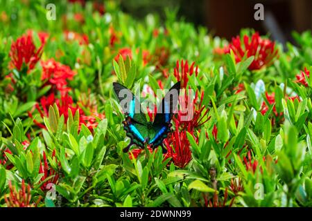 Incredibly beautiful day tropical butterfly Papilio maackii pollinates flowers. Black-green butterfly drinks nectar from flowers. Colors and beauty of Stock Photo