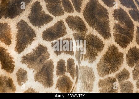 Genuine leather skin of giraffe with light and dark brown spots. Stock Photo