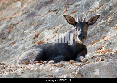 Baby Chamois In Nature Photograph by Ioan Panaite - Fine Art America