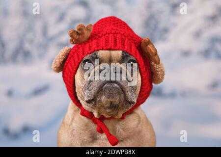 Cute French Bulldog dog wearing red knitted hat with reindeer antlers and ears in front of blurry snow background Stock Photo