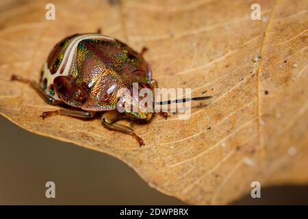 Image of beetle ladybird (Hippodamia variegata) on a brown leaf. Insect.  Animal. Stock Photo