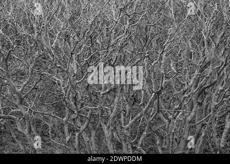 Black and white image of woodland in autumn. Stock Photo