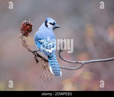 A blue Jay, Cyanocitta cristata, perched on a branch of sumac viewed from back displaying dorsal feathers, head turned to camera Stock Photo
