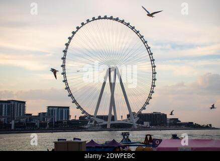 Tallest ferris wheel in the world Ain Dubai, located in Blue waters by Meraas in Dubai, UAE Stock Photo