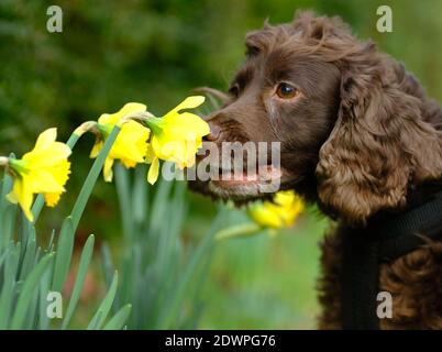 Laughton, East Sussex, UK. 23rd Dec, 2020. Fudge, a cocker spnaiel, sniffing a very early display off daffodils on a roadside in rural East Sussex. Credit: Peter Cripps/Alamy Live News Stock Photo