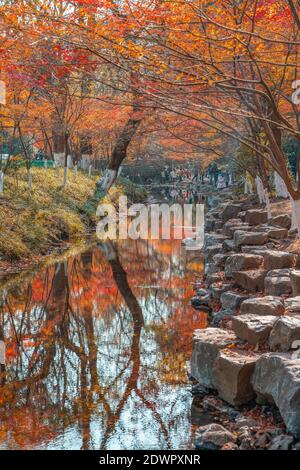 Red maple trees in Hangzhou City, east China's Zhejiang Province, 29 ...