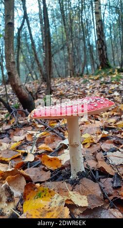 Fly agaric Amanita muscaria scarlet red cap with white pyramid shaped scales has white stem and gills starts off round then cap flattens with age Stock Photo