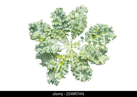 Isolated Top view picture of Curl leaf kale or Brassica oleracea grown on a white background with clipping path. Stock Photo