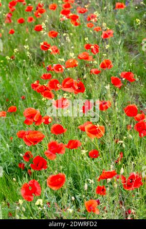 Klatschmohn Blüte, Papaver rhoeas Stock Photo
