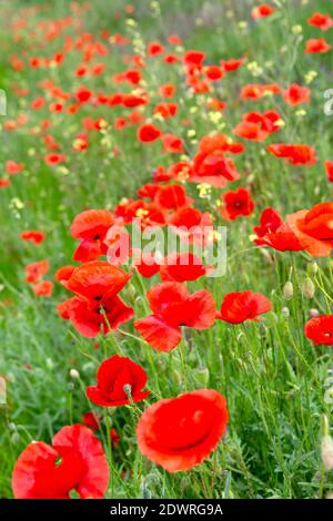 Klatschmohn Blüte, Papaver rhoeas Stock Photo
