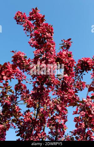 Japanische Zierkirsche, Prunus serullata Stock Photo