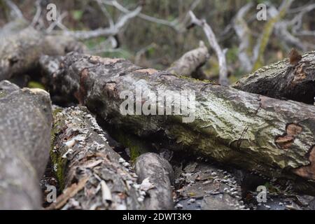 deadwood in the forest caused by the wood decay fungus Stock Photo