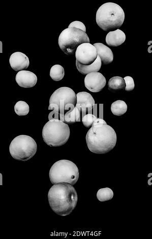 Monochrome falling fruits, citruses, oranges, pomelo, limes, tangerines and grapefruits isolated on black background Stock Photo