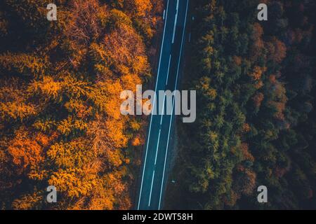 Top view of empty paved road going between autumn trees Stock Photo
