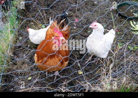 Cockerel and white hens in quarantine behind chicken wire to try and stop bird flu contagion in December 2020 Carmarthenshire Wales UK   KATHY DEWITT Stock Photo