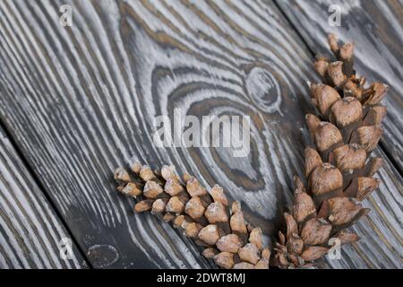 Larch cones. On black pine boards. Stock Photo
