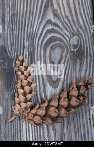 Larch cones. On black pine boards. Stock Photo