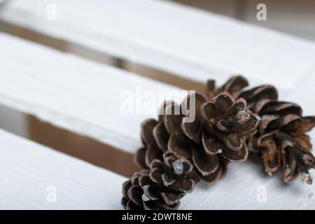 Larch cones. On boards painted white. Stock Photo