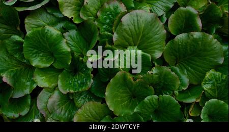 Full frame of green bergenia cordifolia or elephants ears foliage Stock Photo