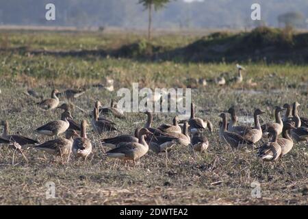 Migratory birds at majuli in  winter season. Stock Photo