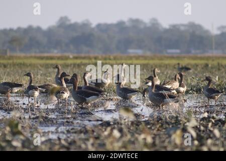 Migratory birds at majuli in  winter season. Stock Photo